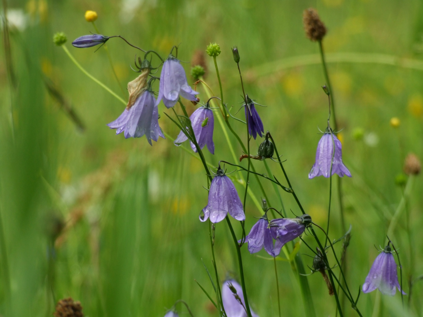 Glockenblume